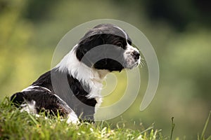 Cute and curious black and white baby brittany spaniel dog puppy portrait in grass and blurred background
