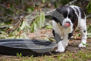 Cute and curious black and white baby brittany spaniel dog puppy portrait, playing and drinking water, with his tongue out