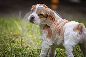 Cute and curious brown and white brittany spaniel baby dog, puppy portrait isolated exploring