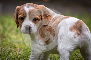 Cute and curious brown and white brittany spaniel baby dog, puppy portrait isolated exploring