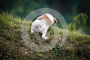 Cute and curious brown and white brittany spaniel baby dog, puppy portrait isolated exploring