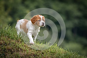 Cute and curious brown and white brittany spaniel baby dog, puppy portrait isolated exploring in green meadow with blurred backgro