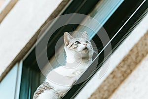 Cute and curious cat looking from his window to the people on the street