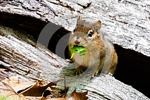 Cute and curious chipmunk eating leafs close up