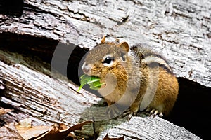 Cute and curious chipmunk eating leafs close up