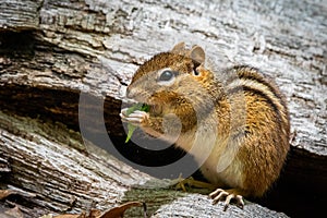 Cute and curious chipmunk eating leafs close up