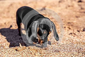 Cute curious dachshund puppy explores beach and sniffs ground in search of food or something interesting, front view