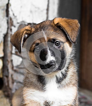 Cute curious dog puppy, german and belgian shepard halfbreed