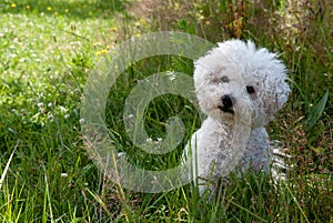 Cute curious dog sitting on the grass