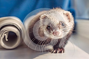 Cute curious domestic ferret pet hunts on the windowsill, animal protection, sunny day