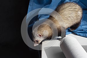 Cute curious domestic ferret pet hunts on the windowsill, looking down, animal protection, space for text
