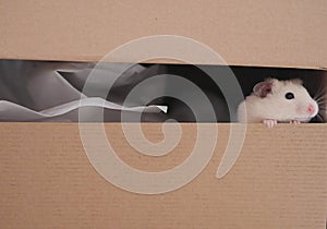 Cute curious hamster looking out of carton box