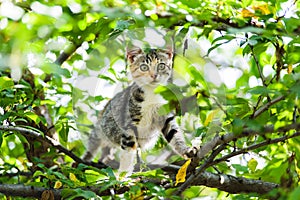 Cute curious kitten cat climbing tree ready to jump