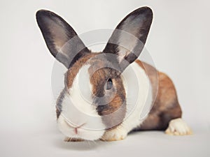 Cute curious little Easter rabbit