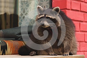 Cute curious Raccoon with clever eyes. Cunning funny racoon. Closeup