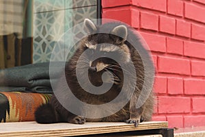 Cute curious Raccoon with clever eyes. Portrait of cunning racoon on background of red brick wall. Closeup. Selective focus