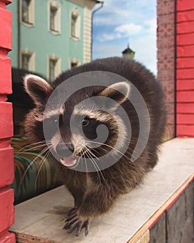Cute curious Raccoon looking at the camera with clever eyes. Cunning funny racoon. Closeup