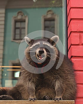 Cute curious Raccoon looking at the camera with clever eyes. Portrait of cunning funny racoon. Closeup. Selective focus