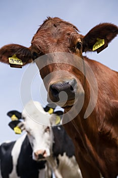 Cute and curious red cow looking into the camera amid other cows