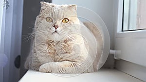 Cute curious scottish fold cat relaxing at home next to the window, closeup portrait