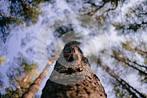 Cute curious squirrel climbing down the pine tree trunk and looking at the camera as if smiling slightly