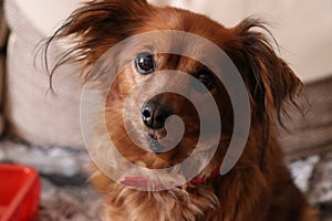 cute curious suprising dog kokoni on papillon, greek small domescic dog
