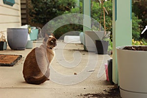 cute curious tan and brown Burmese cat in the front yard of its typical family home watching the garden on a sunny day in rural