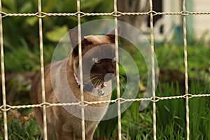 cute curious tan and brown Burmese cat in the front yard of its typical family home watching the garden on a sunny day in rural