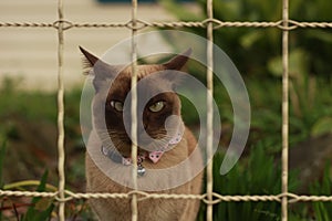 cute curious tan and brown Burmese cat in the front yard of its typical family home watching the garden on a sunny day in rural