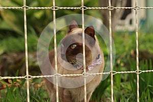 cute curious tan and brown Burmese cat in the front yard of its typical family home watching the garden on a sunny day in rural