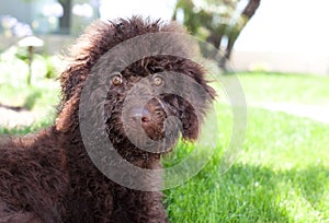 Cute curly chocolate brown labradoodle puppy dog lays in the grass