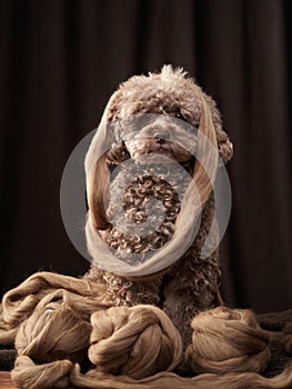 cute curly chocolate poodle. The dog is like a toy. Beautiful pet