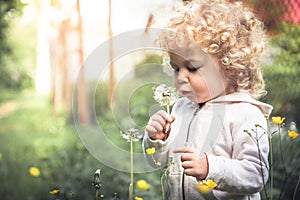 Cute curly curious child girl looking like dandelion blowing dandelion during summer holidays in park