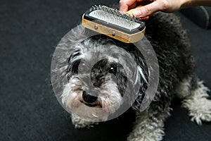 The cute curly dog is being combed by his owner