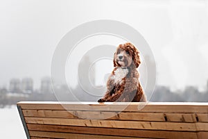Cute curly dog cavapoo on a stone embankment