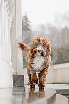 Cute curly dog cavapoo on a stone embankment