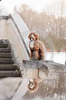 Cute curly dog cavapoo on a stone embankment