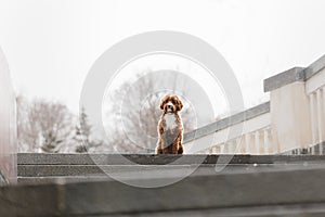 Cute curly dog cavapoo on a stone embankment