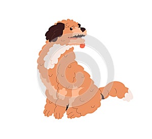 Cute curly Goldendoodle dog. Doggy of golden doodle breed. Labradoodle, tricolor canine animal with wavy fluffy coat