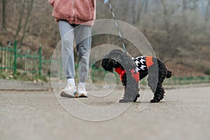 Cute curly puppy of a toy poodle on a leash walks with the owner and looks at the camera. Little doggy in sweater on a walk with