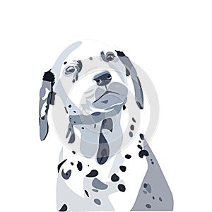 Cute, cute Dalmatian dog looks straight with its head turned.Vector illustration isolated on a white