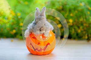 cute and cute little bunny sitting in a pumpkin, halloween concept