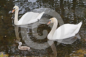 Cute cygnet between swan couple