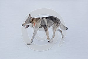 Cute czechoslovak wolfdog puppy is running on a white snow in the winter park. Pet animals.