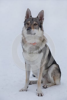 Cute czechoslovak wolfdog puppy is sitting on a white snow in the winter park. Pet animals.