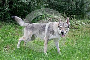 Cute czechoslovak wolfdog is standing on a green meadow. Pet animals