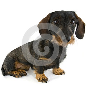 Cute dachshund