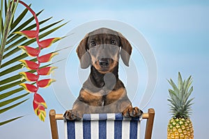 Cute dachshund on a beach chair looking at the camera