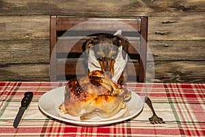 A cute Dachshund begging dinner.