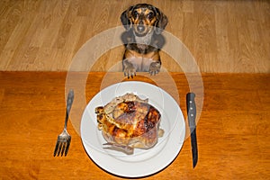 A cute Dachshund begging dinner.